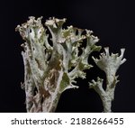 Small photo of Fishnet lichen (Cladonioa boryi) detail showing perforated thallus and branching apothecia, isolated material, black background