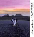 Small photo of Gertie the adventure cat walking along the iconic road to Monument Valley, Arizona/Utah border, USA.