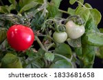 A Bountiful Tomato Plant Bush...