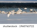 Migrating swans congregating on the shores of Marsh Lake in spring time on their way to the Bering Sea in Alaska. Swan in flight in foreground and others in water in background. 