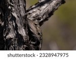 Small photo of Hidden Guardian: Stealthy Lizard Concealed on a Tree in the Australian Bush