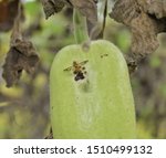 Cucurbit Fruit Fly Bactrocera...