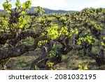 Vitis vinifera grape vines cultivated in making farm vineyard in Ribeira Sacra, Galicia, Spain
