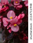 Begonia Cucullata Known As Wax...