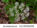 Small photo of Aegopodium podagraria, know as ground elder or Herb Gerard, umbel flowerhead top view