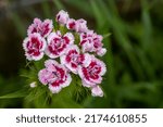Small photo of Sweet Willian flowers (Dianthus barbatus)
