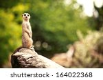 Meerkat (Surikate) found in Melbourne Zoo, Australia