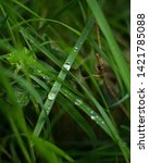 Small photo of Delicate raindrops resting on blades of grass on the forest floor, vibrant greens emphasise the highlights in the water.