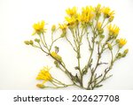 yellow  flowers on a white... | Shutterstock . vector #202627708