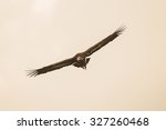 Red Headed Vulture Male Flying...