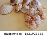 Group of seashells with copy...