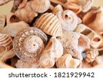 Group of natural sea shells...