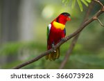 Lory Or Black Capped Lory Head...