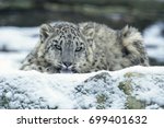 Snow Leopard  Uncia Uncia 