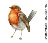 Robin bird watercolor illustration. Hand drawn close up small garden avian. Beautiful song bird single image. Tiny robin realistic illustration element on white background