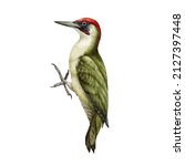 Woodpecker Bird Watercolor...