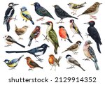 Forest Birds Watercolor Set....