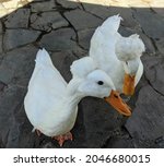 Two Crested Ducks Walking On...