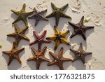 Multicolored Starfishes  Sea...