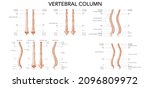 Human Vertebral Column Front...