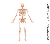 skeleton human back posterior... | Shutterstock .eps vector #2107416305