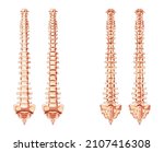 the human vertebral column... | Shutterstock .eps vector #2107416308