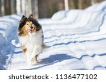 Rough Collie Running In The...