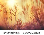 Small photo of Bog-myrtle (Myrica gale) branches and leaves against blurred sunset background. Selective focus and shallow depth of field.