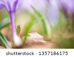 Assassin Bug And Spring...