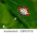 Spiny Orb Weaver  Or Crab...