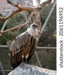 The Cinereous Vulture Is A...