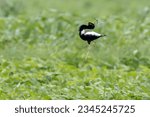 Small photo of Lessee Florican Photographed At Ajmer Rajasthan