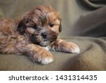 Adorable Rusty Red Shih-poo Puppy