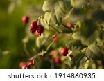 osehip tree and fruity, rosehip gathering, rosehip fruit for herbal treatment, ripe rosehip fruit,