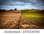Small photo of Agricultural fields with young green shoots of grain crops and plowed field without sowing. With trees in the background on the hills. Fallow concept. Alternation.