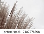 Pampas Grass On The Lake  Reed...