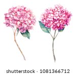 Watercolor Pink Hydrangea...