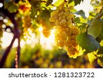 Yellow Grapes In A Vineyard At...