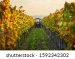 Autumn Rows Of Vineyards With...