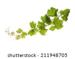 Branch of vine leaves isolated on white background 