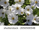 Beautiful White Flowers On The...