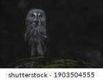 Great Grey Owl  Strix Nebulosa 