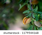 ripe almonds ready for harvest, in the late evening sun, blurred background to ad text overlay, focus on subject, shot for copy space 