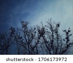 Small photo of The photo of dry winter branches of fallen leaves, shot from bottom up to the sky in the midday with a little blurted background. Tree and sky background for decorative and design.