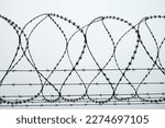 barbed wire fence. barbed wire background. close up of a prison fence. barbed wire on white background