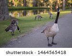 Canadian Geese Walking Around A ...