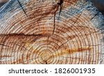 Small photo of The texture of coniferous tree trunk in cut with rings, cracks, holes, cuts and scratches. To center there are filamentary tarry smudges, to the edge - burnt, charred insertion, inclusions.