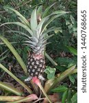 Small photo of Pineapples are tropical fruits that are rich in vitamins, enzymes and antioxidants.