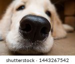Golden retriever puppy nose boop 