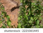 Small photo of Mesosphaerum suaveolens, synonym Hyptis suaveolens, the pignut or chan, is a branching pseudocereal plant